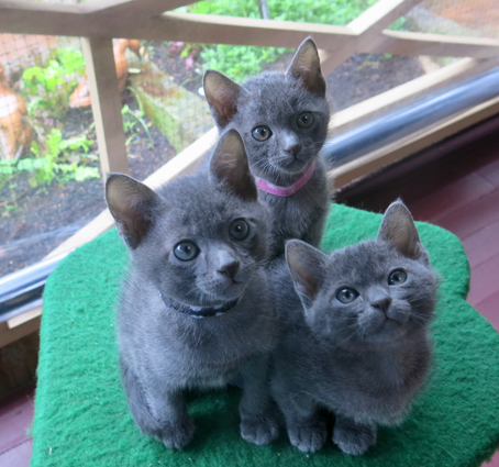 Dixie's kittens at seven weeks